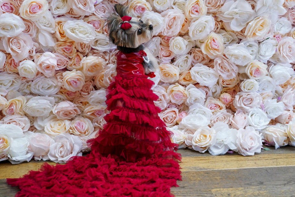 Liv, a Morkie, models a creation by designer Anthony Rubio and inspired by an outfit worn by Salma Hayek, at the Met Gala, Monday, May 22, 2023, in New York. (AP Photo/Mary Altaffer)