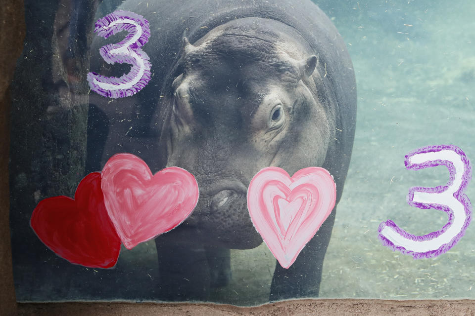 Fiona, a Nile Hippopotamus, swims after eating her specialty birthday cake to celebrate turning three-years old this Friday, in her enclosure at the Cincinnati Zoo & Botanical Garden, Thursday, Jan. 23, 2020, in Cincinnati. The Cincinnati Zoo is using the third birthday of its beloved premature hippo as a way to raise money for Australian wildlife affected by the recent bushfires. Instead of sending birthday gifts, the zoo is asking people to buy T-shirts that will directly benefit the Bushfire Emergency Wildlife Fund. (AP Photo/John Minchillo)