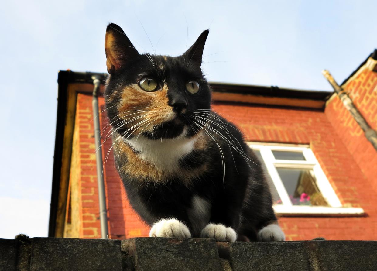 A cat sits on a wall in London, Thursday, Feb. 28, 2013. The London zoo is taking stock of an animal you don’t often find behind bars, launching what it says is the first interactive map of the British capital’s domestic cats. The zoo said that its interface would allow Londoners to upload scientific survey-style photos, descriptions, and locations of their cats _ creating a capital-wide census of the city’s felines. The map may not ultimately have much in the way of scientific value, but it could prove popular among Britain’s cat owners. (AP Photo/Kirsty Wigglesworth)