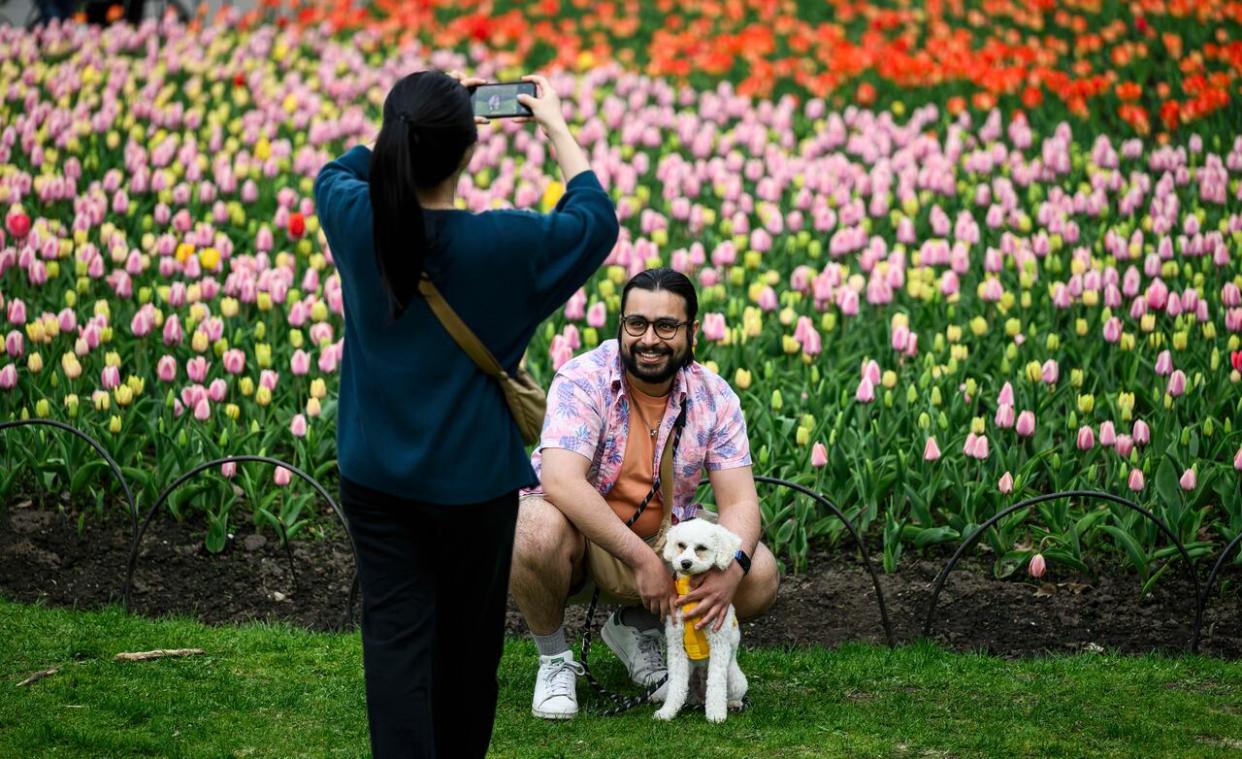 People pose for photos among the tulips in Ottawa's Commissioner's Park on May 4, 2024. (Justin Tang/The Canadian Press - image credit)