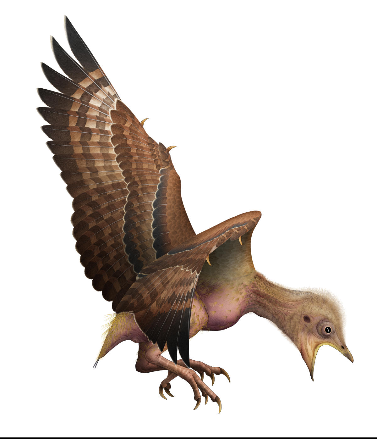 Hallan las primeras plumas azules en un ave fosilizada