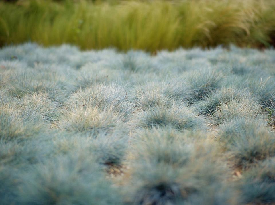 Blue fescue (Festuca glauca)