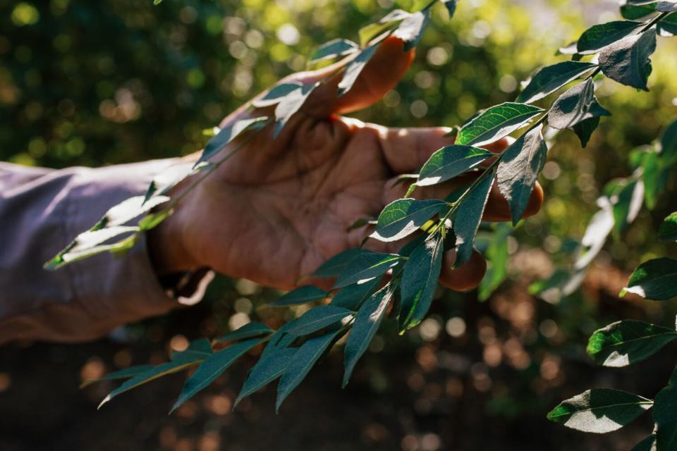 A hand holds up a branch with many leaves to inspect it.