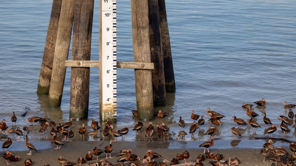 Whistling ducks gather near the Mississippi River gage at New Orleans on September 15, 2023.  - Chris Granger/The Advocate/AP