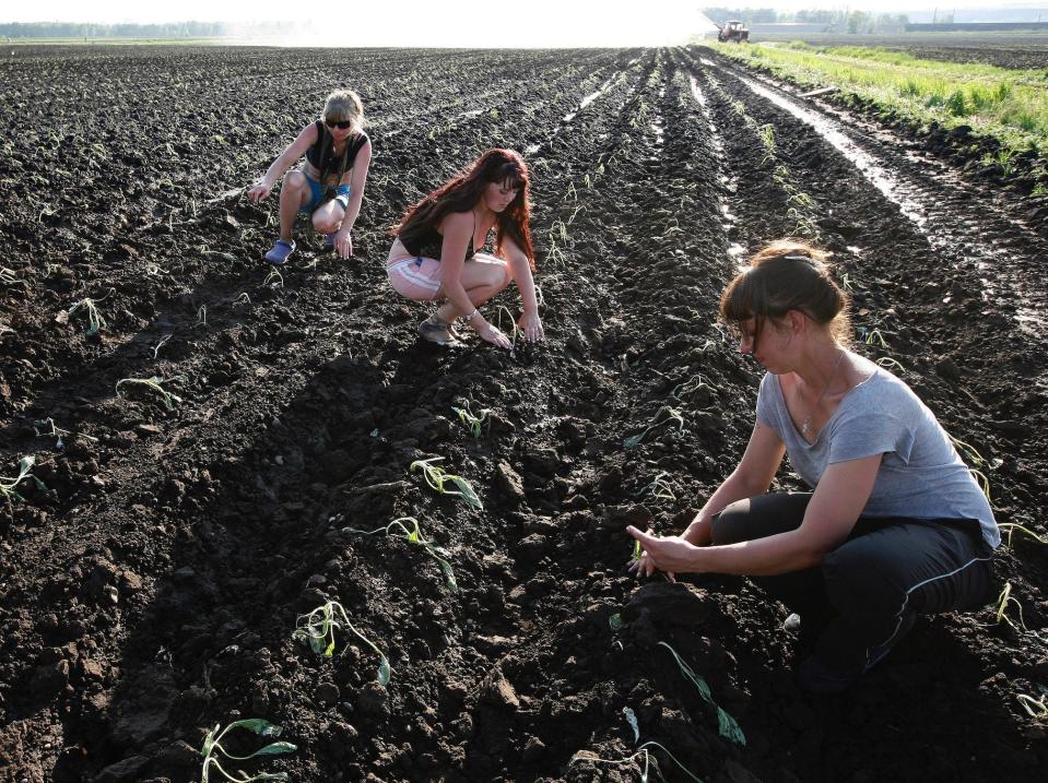 Russian inmates work planting cabbage.