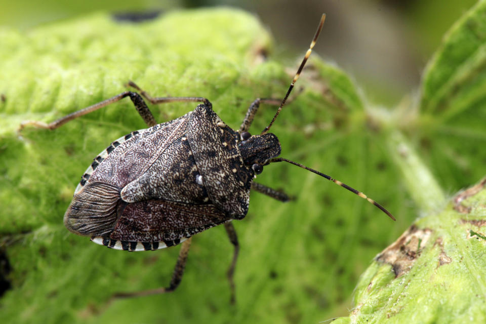 A brown marmorated stink bug. 