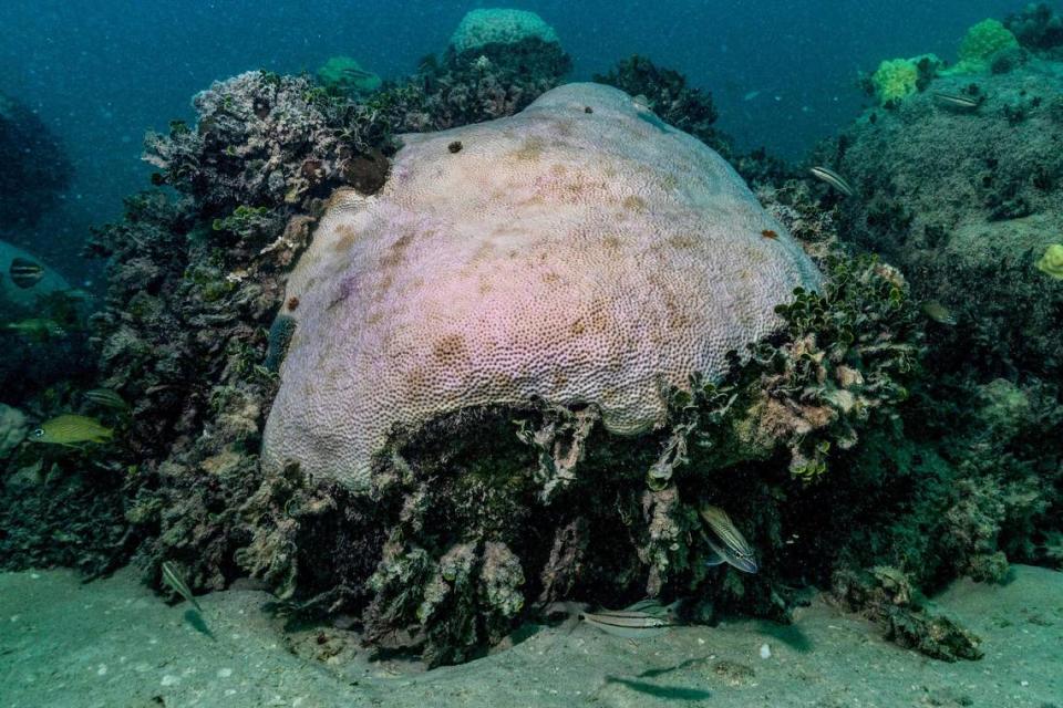 An entirely bleached mound coral at Cheeca Rocks reefs off Islamorada. Month after a summer of record heat, the coral appears dead and recovery is in doubt.