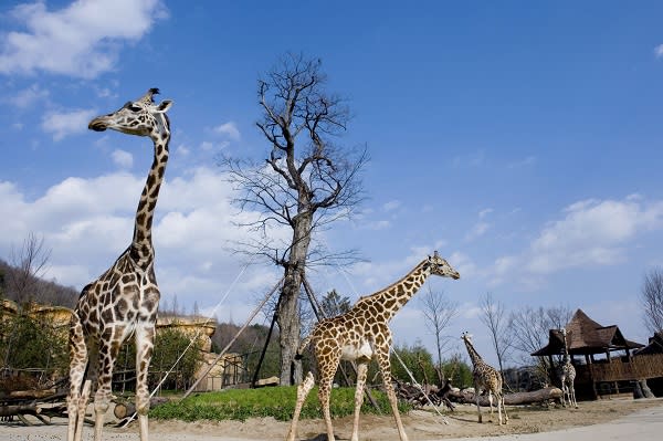 ▲在野生動物園遇見可愛長頸鹿（圖片來源/愛寶樂園）