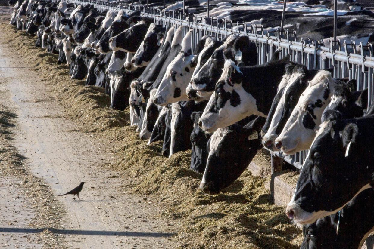 Dairy cattle feed at a farm on March 31, 2017, near Vado, N.M