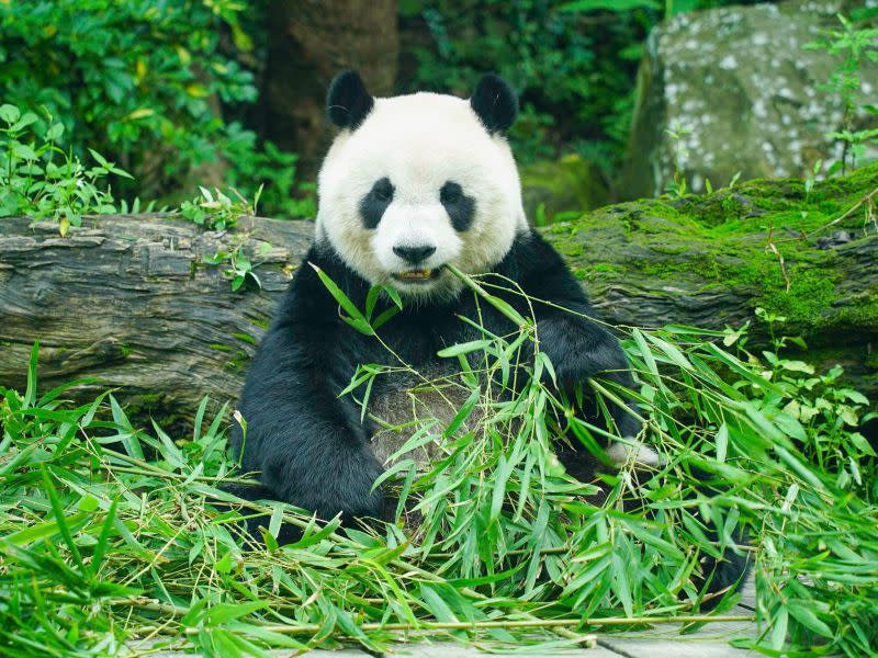 ▲圓仔看起來圓滾滾的十分可愛。（圖／臺北市立動物園授權提供）