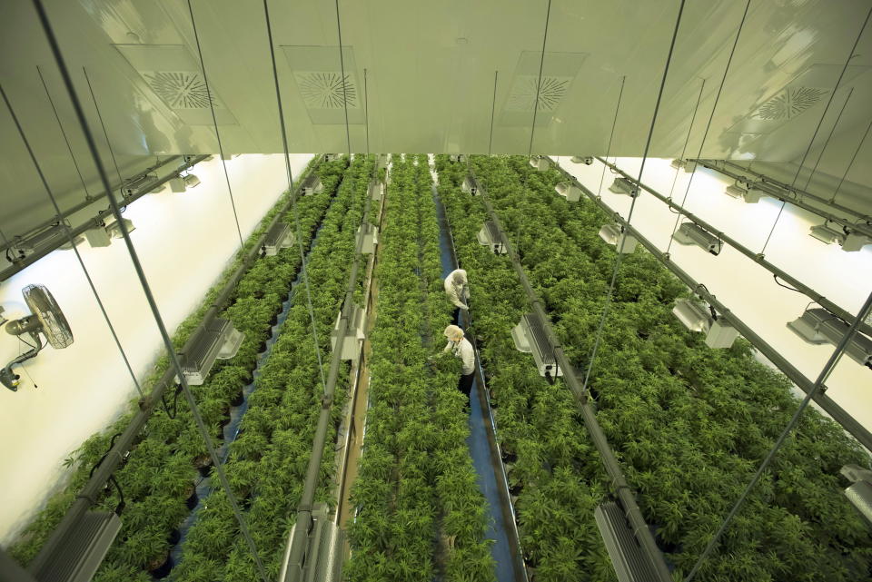 Staff work in a marijuana grow room that can be viewed by at the new visitors centre at Canopy Growths Tweed facility in Smiths Falls, Ont. on Thursday, Aug. 23, 2018. THE CANADIAN PRESS/Sean Kilpatrick