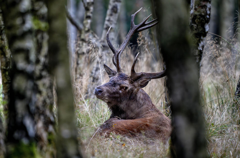 An imperial stag rests in the forest as rutting season begins in the Taunus region in Frankfurt, Germany, Sept. 17, 2024. (AP Photo/Michael Probst, File)