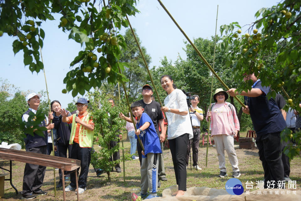 縣長許淑華（左6）和民眾在有機梅園中敲梅、採梅，樂在其中。