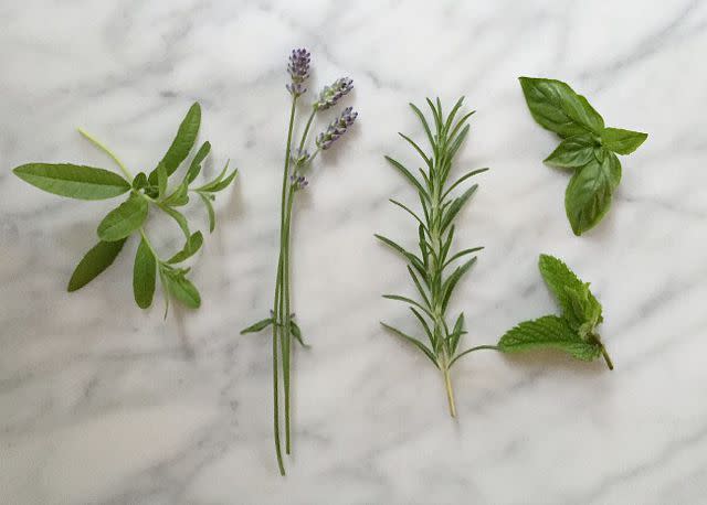 Lemon verbena, lavender, rosemary, basil, and mint for simple syrups. | Photo by Vanessa Greaves