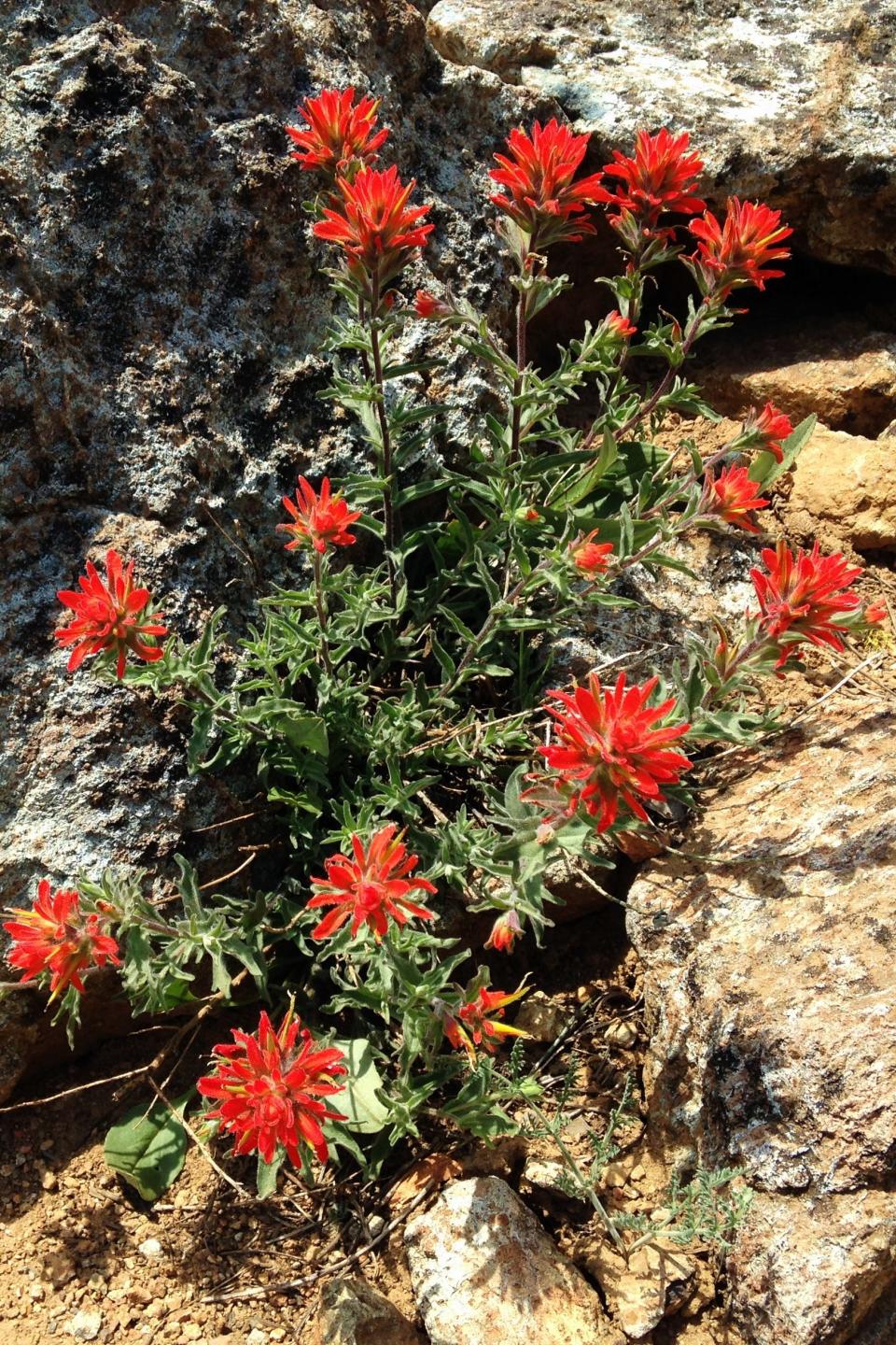 Paintbrush is among the nice mix of wildflowers along the trail to Deadfalls Lakes.