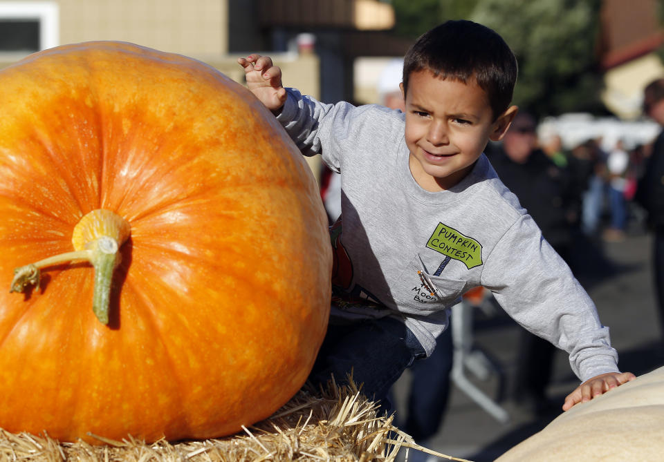 Lorenzo Bianchi, 4, climbs on some of his grandfathers pumpkins at the Half Moon Bay Pumpkin Festival Weigh-off contest in Half Moon Bay, Calif., Monday, Oct. 8, 2012. Thad Starr from Pleasant Hill, Ore., won with a contest record of 1,775 pounds, making it a new California record. Starr wins six dollars for each pound, which equals $10,650. (AP Photo/Tony Avelar)