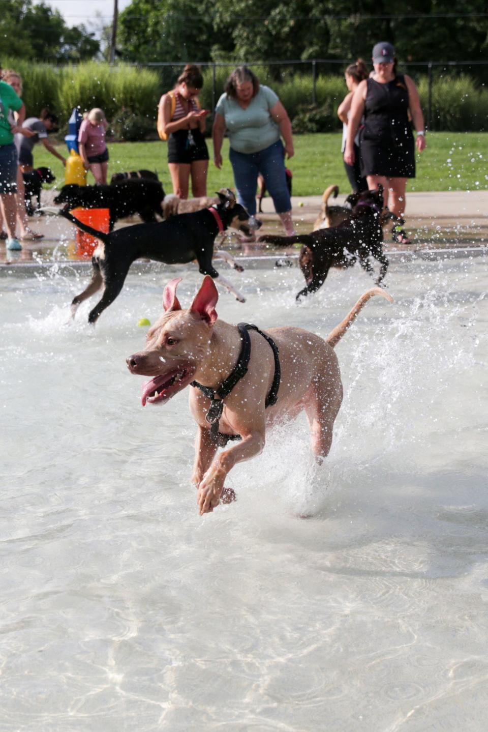 A dog runs through the pool during the 10th annual Pooch Plunge at Castaway Bay, Tuesday, Aug. 10, 2021 in Lafayette.