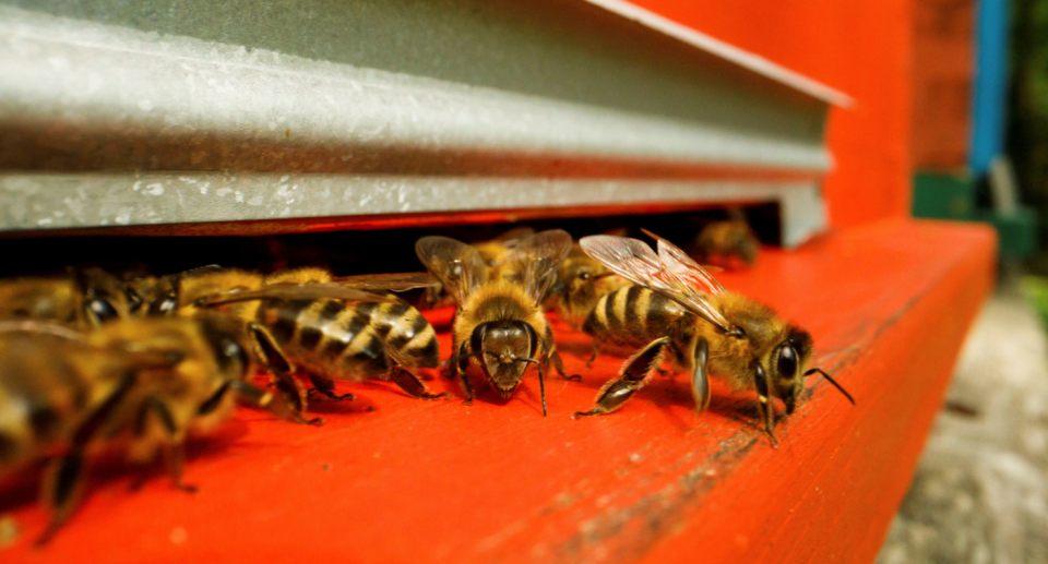 Although not aggressive in nature, when bees feel threatened, they signal others to attack the source of their threat. (Photo: REUTERS/Antonio Bronic)