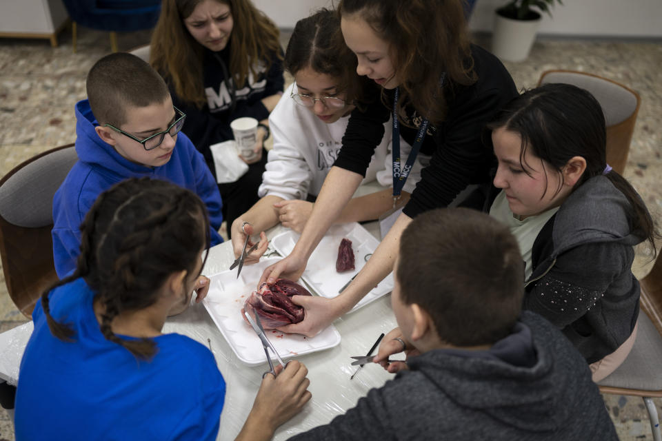 Young members of Ukraine's ethnic Hungarian minority study a pig's heart during an experiential biology class at a weekend education program in Berehevo, Saturday, Jan. 27, 2024. Ukraine amended its laws to comply with EU membership requirements, and restored many of the language rights for minorities demanded by Budapest but Hungary's government has indicated it is not fully satisfied — a potentially explosive sticking point as EU leaders meet Thursday, Feb. 1, 2024 to try and break Orban's veto of a major aid package earmarked for Kyiv. (AP Photo/Denes Erdos)