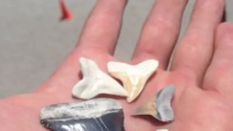 Here are shark teeth found at Midtown Beach by lifeguard Kyle Vander Plaat in 2015. White shark teeth are typically fresh, while the fossilized teeth, as a result of being surrounded by minerals, are denser, heavier and a variety of colors, from light brown to black.