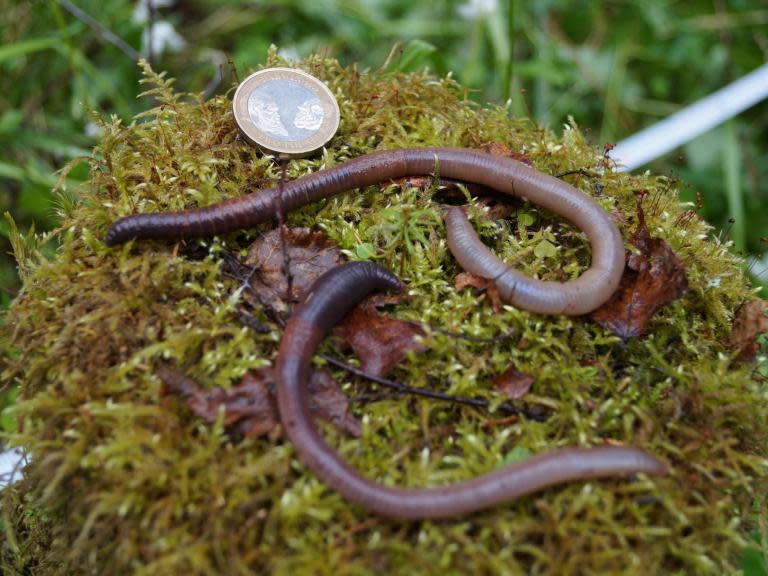 Cindy Shaw, a carbon-research scientist with the Canadian Forest Service, studies the boreal forest — the world’s most northerly forest, which circles the top of the globe like a ring of hair around a balding head.A few years ago, while conducting a study in northern Alberta to see how the forest floor was recovering after oil and gas activity, she saw something new: earthworms.“I was amazed,” she said. “At the very first plot, there was a lot of evidence of earthworm activity.”Native earthworms disappeared from most of northern North America 10,000 years ago, during the ice age.Now invasive earthworm species from southern Europe — survivors of that frozen epoch, and introduced to this continent by European settlers centuries ago — are making their way through northern forests, their spread hastened by roads, timber and petroleum activity, tire treads, boats, anglers and even gardeners.As the worms feed, they release into the atmosphere much of the carbon stored in the forest floor.Climate scientists are worried.“Earthworms are yet another factor that can affect the carbon balance,” said Werner Kurz, a researcher with the Canadian Forest Service in Victoria, British Columbia.His fear is that the growing incursion of earthworms — not just in North America, but also in northern Europe and Russia — could convert the boreal forest, now a powerful global carbon sponge, into a carbon spout.Moreover, the threat is still so new to boreal forests that scientists don’t yet know how to calculate what the earthworms’ carbon effect will be, or when it will appear.“It is a significant change to the carbon dynamic and how we understand it works,” Dr Shaw said. “We don’t truly understand the rate or the magnitude of that change.”The relationship between carbon and earthworms is complex.Earthworms are beloved by gardeners because they break down organic material in soil, freeing up nutrients.This helps plants and trees grow faster, which locks carbon into living tissue. Some types of invasive earthworms also burrow into mineral soil and seal carbon there.But as earthworms speed decomposition, they also release carbon dioxide into the atmosphere. As they occupy more areas of the world, will they ultimately add more carbon to the atmosphere — or subtract it?That question led to what Ingrid M Lubbers, a soil researcher at Wageningen University in the Netherlands, christened the “earthworm dilemma” in a paper published in 2013 in Nature Climate Change. Scientists have been keen to resolve it ever since.“It’s just another of the many reasons why you need to know more about systems,” Dr Lubbers said in an interview. “Because there could be an effect that would enhance climate change and enhance the rising temperatures.”The boreal is special. In warmer climates, the floor of a typical forest is a mix of mineral soil and organic soil.In a boreal forest, those components are distinct, with a thick layer of rotting leaves, mosses and fallen wood on top of the mineral soil.Soil scientists once thought that cooler temperatures reduced mixing; now, they wonder if the absence of earthworms is what made the difference.This spongy layer of leaf litter contains most of the carbon stored in the boreal soil.As it turns out, most of the invading earthworms in the North American boreal appear to be the type that love to devour leaf litter and stay above ground, releasing carbon.Erin K Cameron, an environmental scientist at Saint Mary’s University in Halifax, Nova Scotia, who studies the boreal incursion of earthworms, found that 99.8 percent of the earthworms in her study area in Alberta belonged to Dendrobaena octaedra, an invasive species that eats leaf litter but doesn’t burrow into the soil.In 2015, Dr Cameron published the results of a computer model aimed at figuring out the effect on leaf-litter over time.“What we see with our model is that forest-floor carbon is reduced by between 50 percent and 94 percent, mostly in the first 40 years,” she said.That carbon, no longer sequestered, goes into the atmosphere.The global boreal forest is a muscular part of Earth’s carbon cycle; at least one-fifth of the carbon that cycles through air, soil and oceans passes through the boreal, said Sylvie Quideau, a soil biogeochemist at the University of Alberta in Edmonton.Currently, the boreal absorbs more carbon from the atmosphere than it adds, but that is changing.On one hand, warmer temperatures could extend the growing season, allowing trees to grow bigger and store more carbon, said Dr Kurz, the forest researcher in British Columbia.But rising temperatures also release carbon to the atmosphere, by thawing permafrost and increasing the number of forest fires.All told, he sees earthworms as another factor — if not the main one — nudging the boreal towards becoming a global source of carbon.In northern Minnesota, the boreal forest has slowly been invaded by earthworms.They have altered not just the depth of the leaf litter but also the types of plants the forest supports, said Adrian Wackett, who studied earthworms in the North American and European boreal forest for his master’s degree at the University of Minnesota in St Paul.Last summer, Mr Wackett and his supervisor, Kyungsoo Yoo, a soil scientist at the University of Minnesota, found that invasive earthworms have also spread to parts of Alaska’s boreal forest, including the Kenai National Wildlife Refuge.In severely affected areas, the biomass of earthworms underground is 500 times greater than the biomass of moose in the same areas.Even where earthworms were sparse, they still matched the biomass of moose, which is considered a keystone species in Alaska.To his horror, Dr Yoo also found earthworms right on the edge of the permafrost in the northern boreal.The pace of permafrost melt and its release of carbon is of great concern to researchers who model climate change.His biggest concern is that earthworms will penetrate even farther north in the boreal and spread into the permafrost.“Their impact alone could be quite devastating, based on what we have been seeing in Minnesota and New England and in parts of Canada,” Dr Yoo said.No mechanism exists to eradicate earthworms from the boreal forest; their effect is permanent.However, earthworms move less than 30 feet a year on their own. Educating people to not transport them into unaffected parts of the forest might help keep those areas earthworm-free, Mr Wackett said.The New York Times