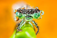 <p>Amateur macro-photographer František Dulík, 35, from Slovakia works as a technical engineer for medical devices when he is not capturing insects. (Photo: František Dulík/Caters News) </p>