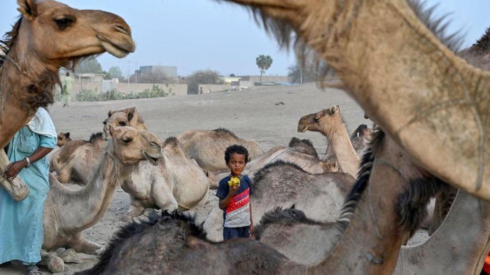 A boy eating a mango in the middle of seated camels in N'Djamena, Chad - Sunday 12 May 2024