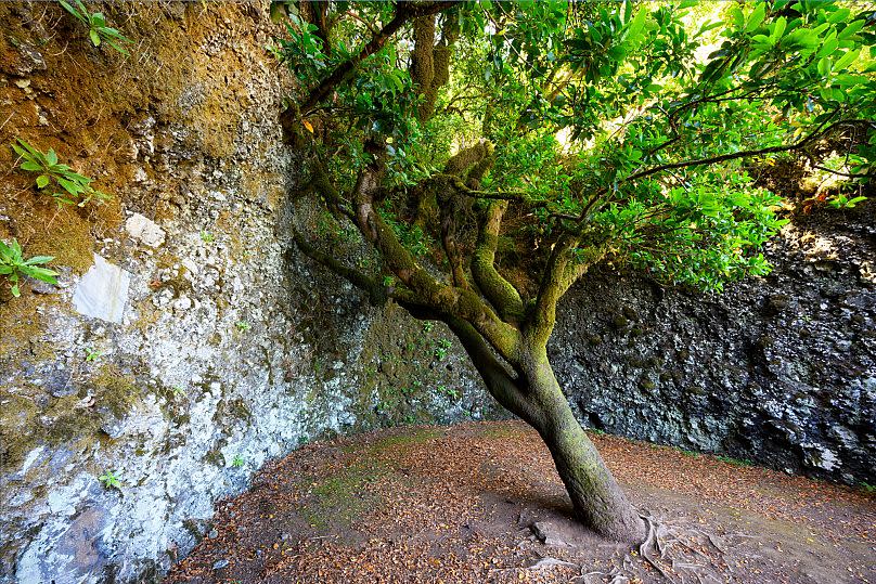 Sacred Tree Garoe in El Hierro