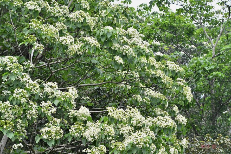 ▲桐花盛開、幸福到來，目前是彰化縣油桐花開最美的時節，白如雪花般的桐花開得十分漂亮，歡迎大家一起來賞桐花。（圖／記者陳雅芳攝，2023.04.22）