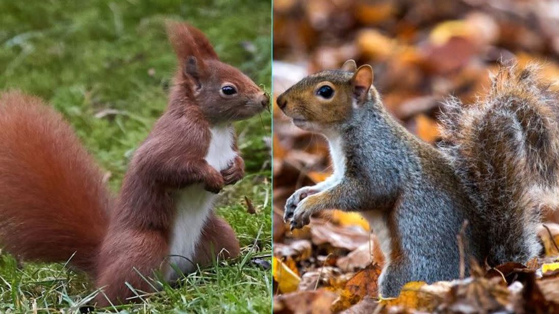 Research suggest red squirrels might not be as clever as grey ones