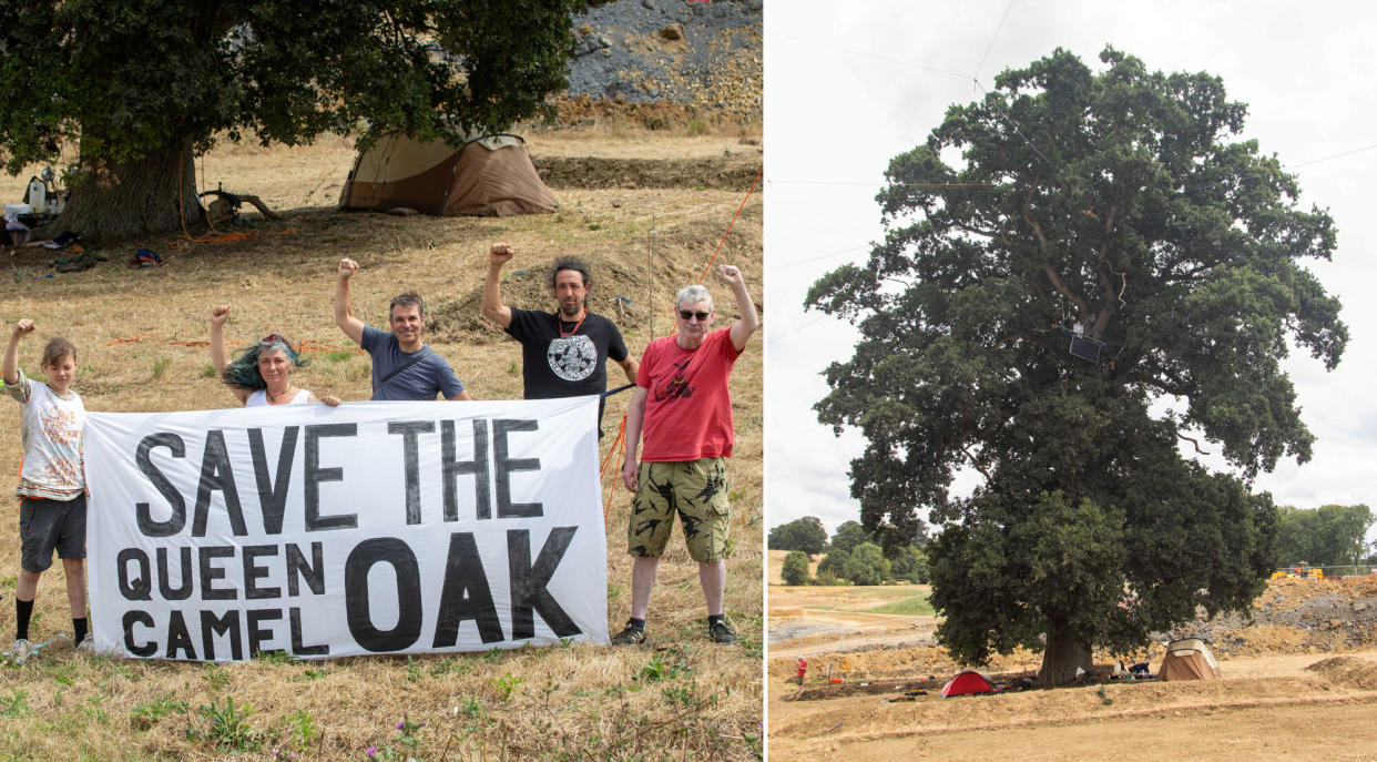 The protesters have moved into the branches to stop the tree from being removed. (SWNS)