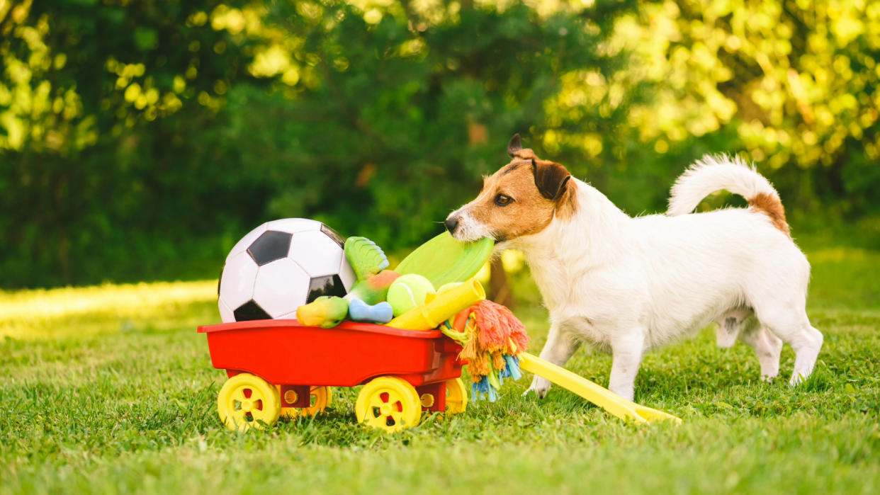 Dog choosing a toy out of cart