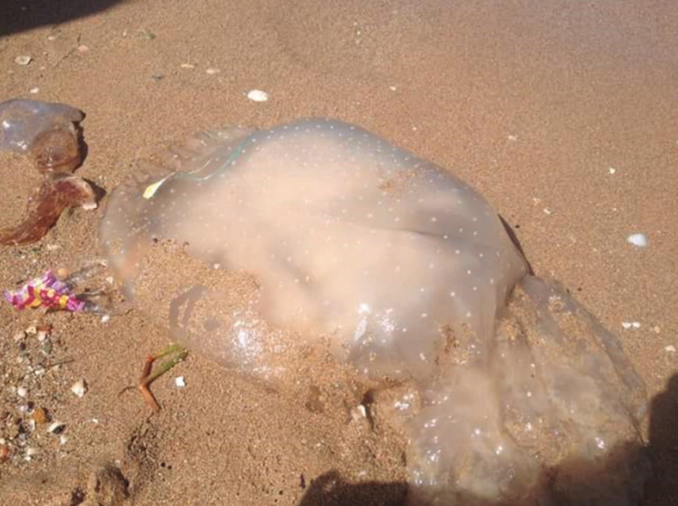 The jellyfish washed up on shore a few days after it was spotted by the scuba divers, according to the study.