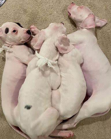 <p>DC Dogos Rescue</p> The four Dogo Argentino puppies cuddling together