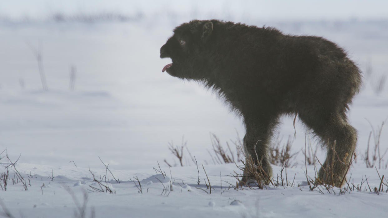Viewers were heartbroken by the plight of the musk ox cubs on Frozen Planet II. (BBC)
