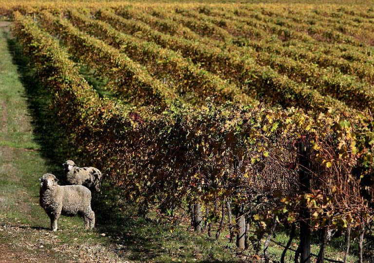 Migrant workers are essential to Australia's agriculture sector, and without them there would be chronic labour shortages at peak harvest times, according to the National Farmers Federation