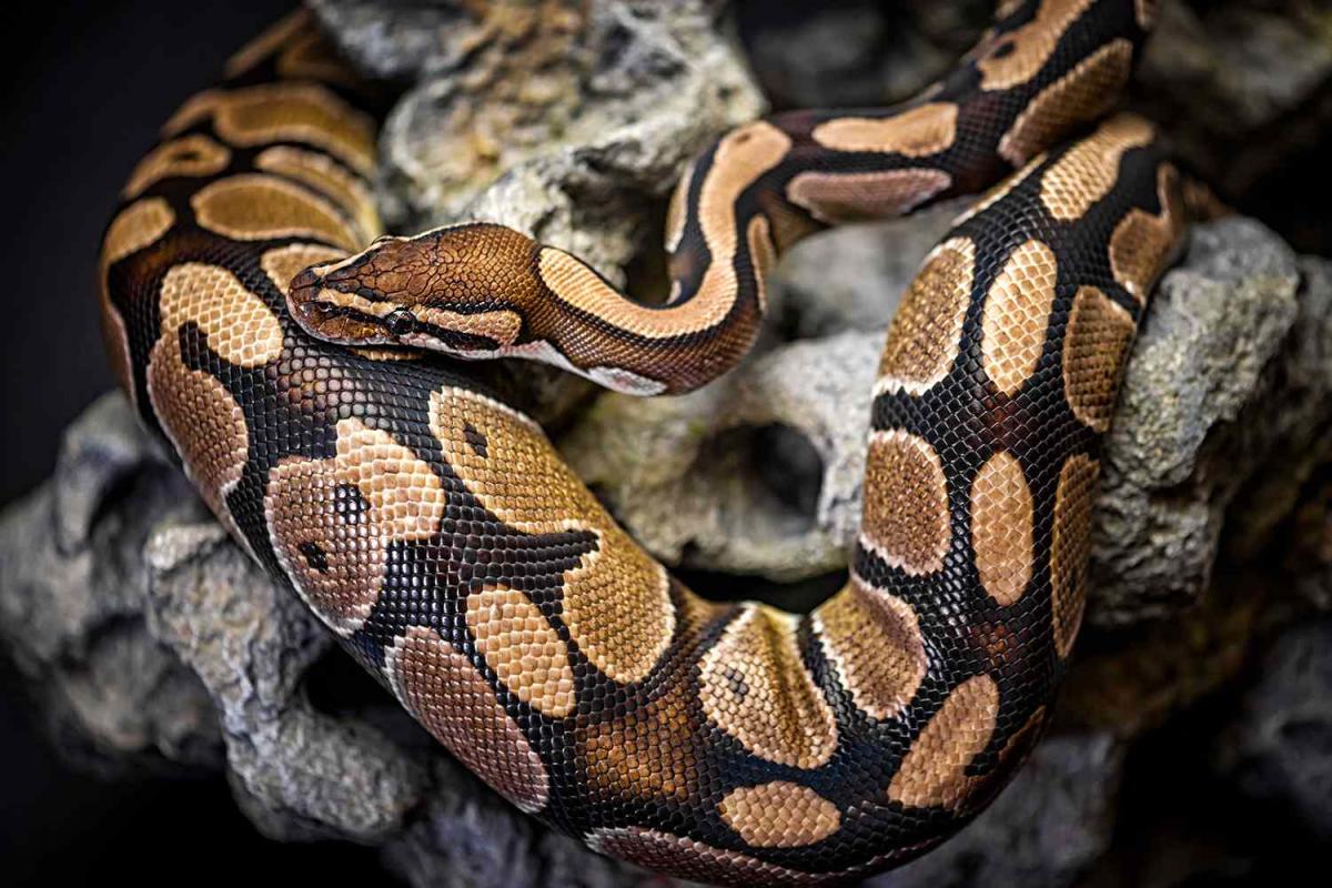 Mayat seorang wanita yang hilang ditemukan dalam jarak 23 kaki.  Python Dekat Perkebunan di Indonesia: Laporan