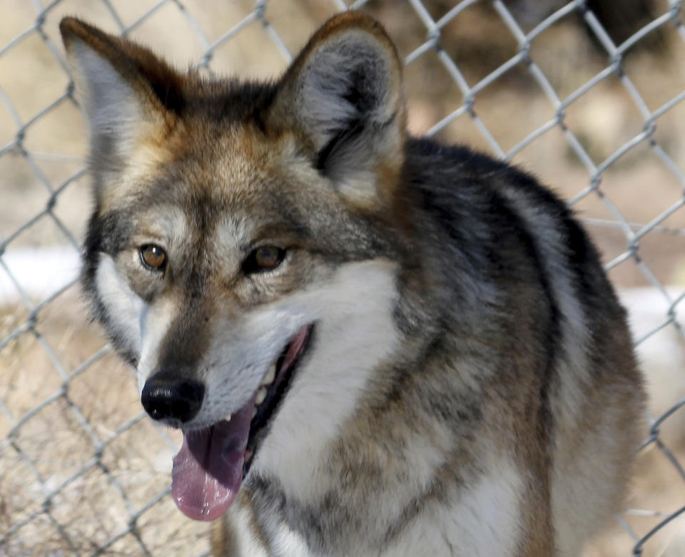 FILE - This Dec. 7, 2011, file photo, shows an endangered Mexican wolf at the Sevilleta National Wildlife Refuge in central New Mexico. The Association of Zoos and Aquariums said Wednesday, Nov. 21, 2018, that a captive-born Mexican wolf escaped from the Colorado Wolf and Wildlife Center in the town of Divide, 55 miles south of Denver. The wolf escaped Nov. 11, and trappers are trying to find it. The wolf was transported to the center on Nov. 11 for a captive breeding program. (AP Photo/Susan Montoya Bryan, File)