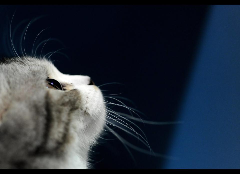 A kitten is pictured on December 5, 2009 during a cat exibition in Moscow. (NATALIA KOLESNIKOVA/AFP/Getty Images)