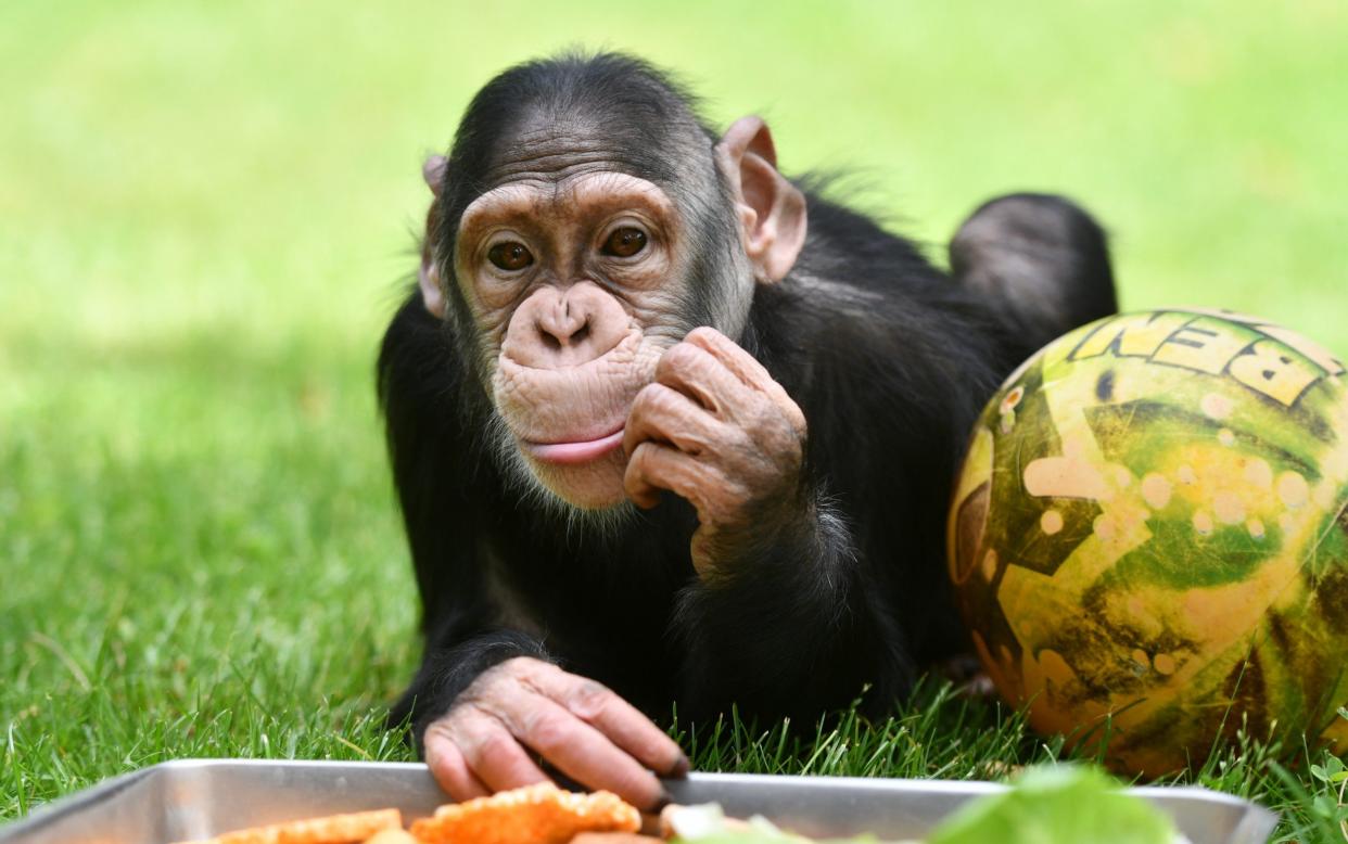 A study has examined how chimpanzees, marmosets and humans appear to process words - Anadolu Agency via Getty Images