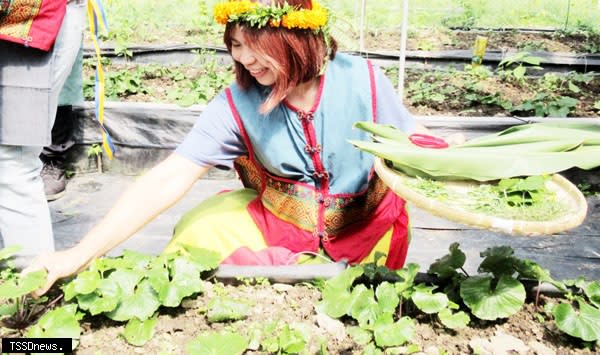 屏東霧台神山部落遊程獲台灣永續行動獎肯定；圖為遊客採擷野菜趣。（記者陳真攝）