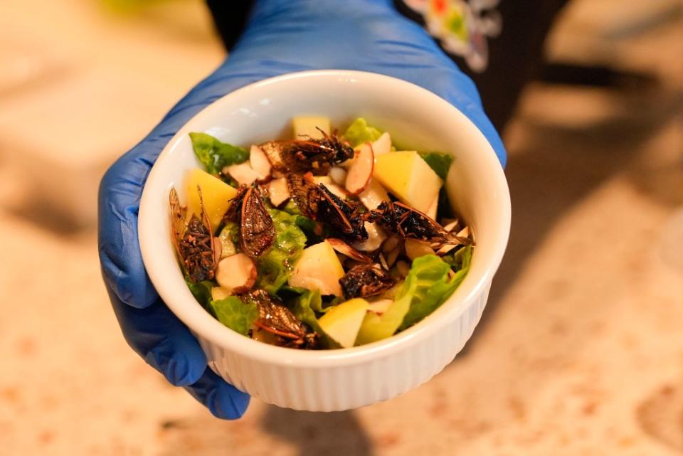 Lemann donned a chef’s smock this week to show a couple of them off, including a green salad with apple, almonds, blueberry vinaigrette — and roasted cicadas. AP