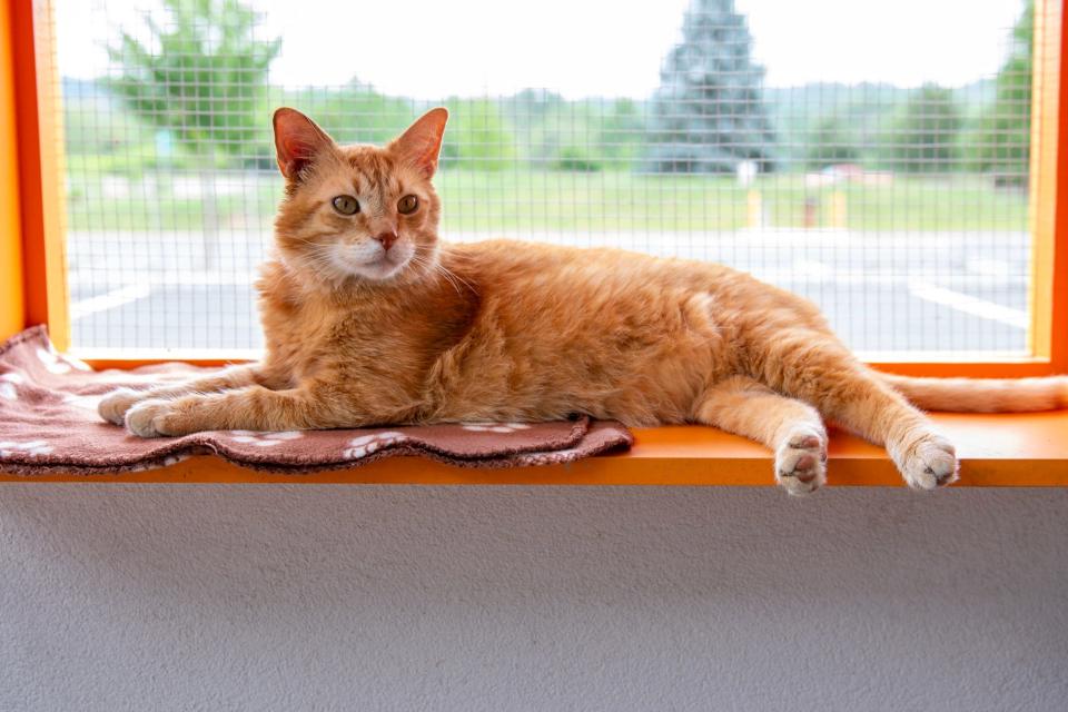 Cheerful Charles the cat at Quinn’s Corner of Tabby's Place.