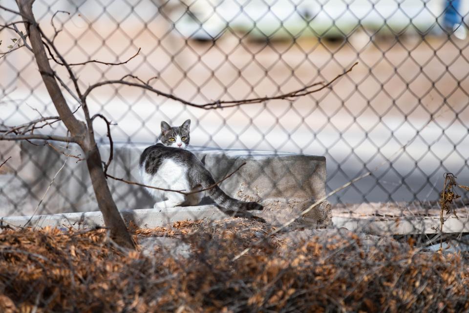 A feral cat dips into a irrigation ditch in Las Cruces on Thursday, Dec. 16, 2021.