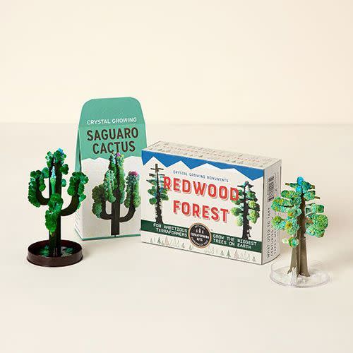 26) Uncommon Goods Redwood & Saguaro Crystal Growing Kit