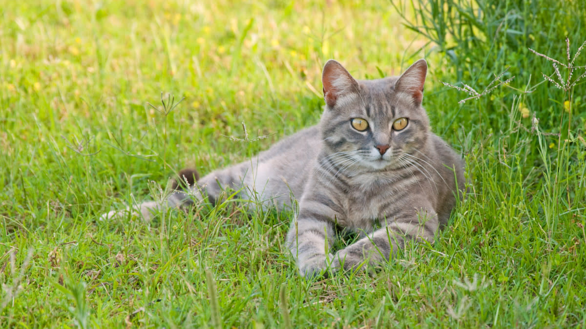 Stray Cat Interrupts Wedding Vows