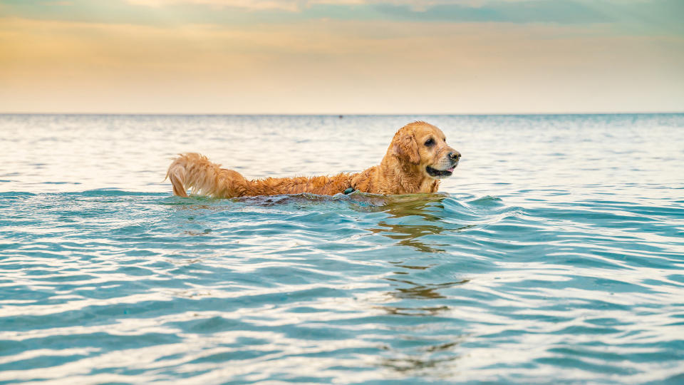 Golden retriever in the sea