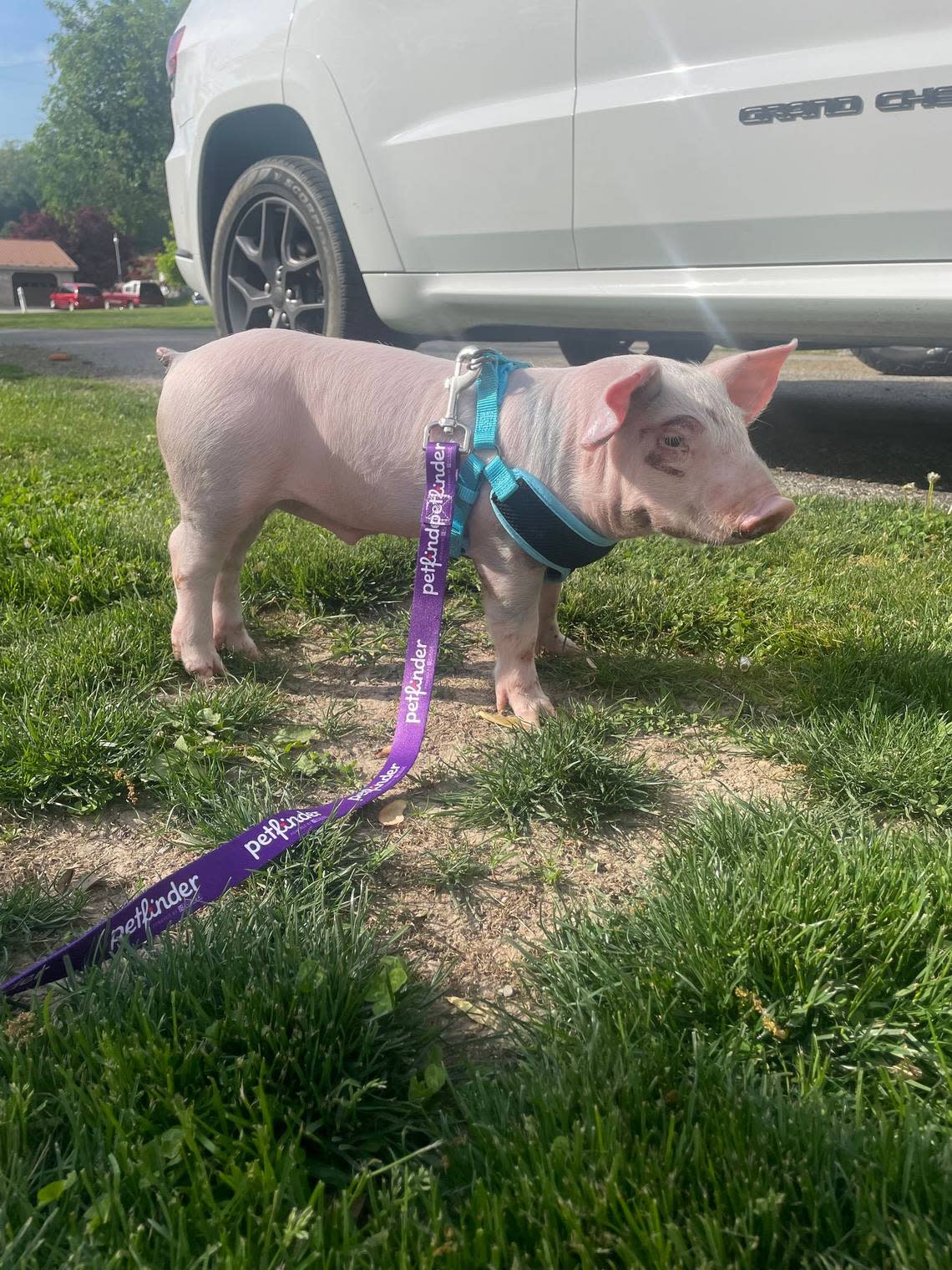 Romeo the Yorkshire pig learning to walk on a leash with his new family