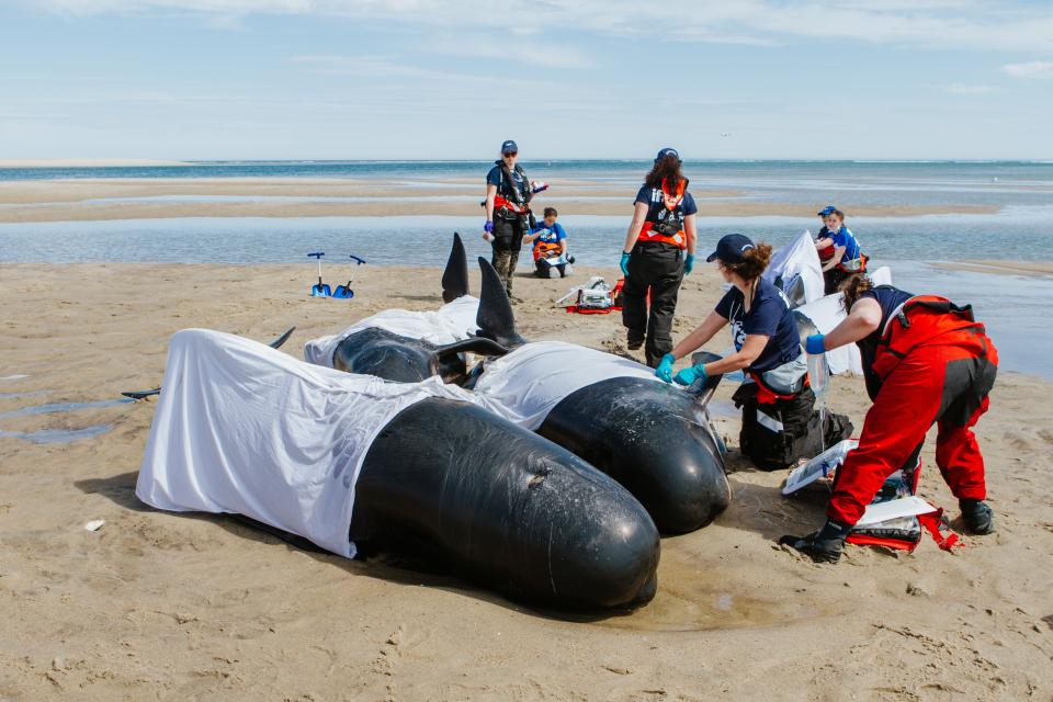 A rescue and research team from the International Fund for Animal Welfare spent the weekend working to refloat five stranded pilot whales in Chatham.