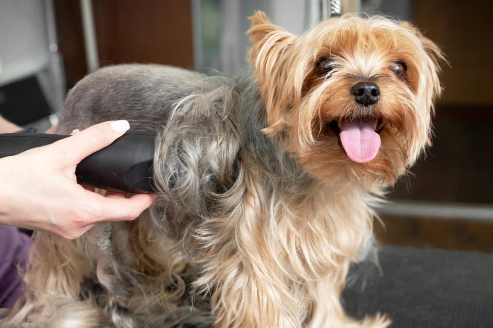 Groomer shaving hair off a small Yorkie